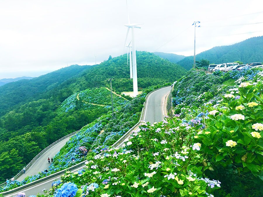 【徳島県】大川原高原のあじさい。