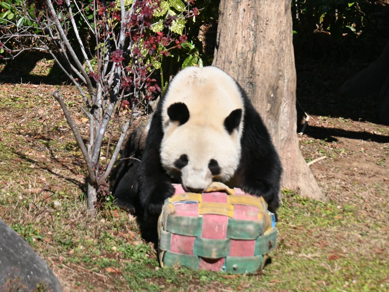 上野動物園でのシャオシャオ。（2025年12月26日、筆者撮影）
