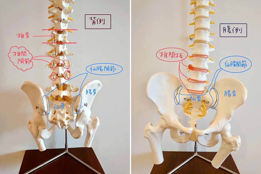 椎骨と椎骨の間にあるのが「椎間関節」、仙骨と腸骨の間にあるのが「仙腸関節」。