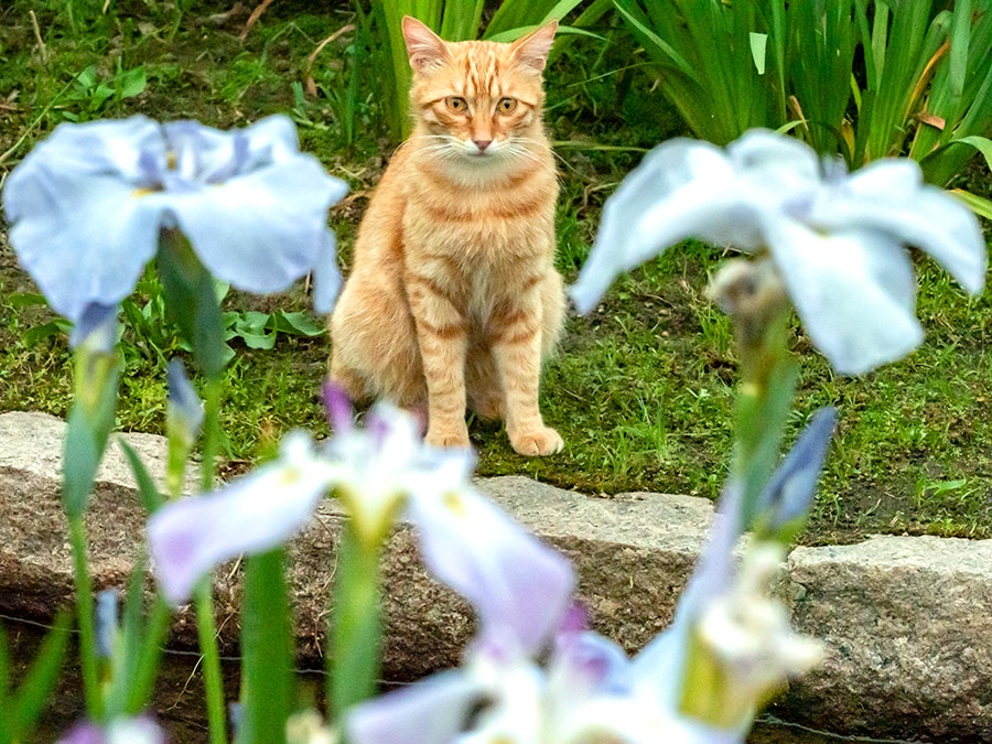 「花菖蒲の見ごろも……そろそろ終わりかニャ……」