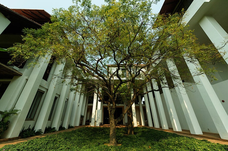 ロビー前の中庭には、マルゴサとフタバガキの2本の木が。