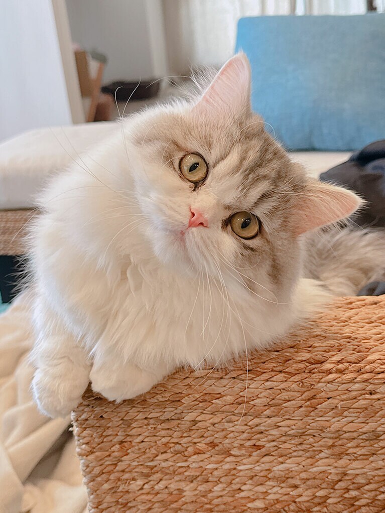 しらす ♂ 1歳。美しいお顔。