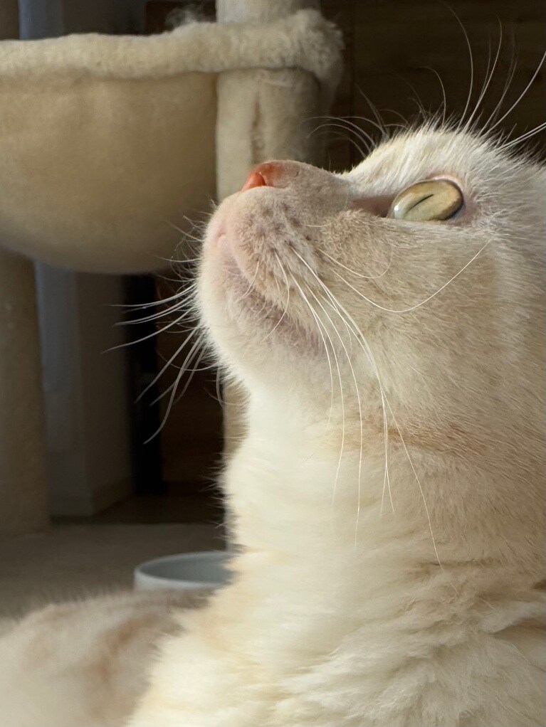 みーしゃん ♂ 1歳。写真：日向ぼっこしてる姿です。自慢のモフモフなクリーム色の毛とピスタチオグリーンのおめめが光り輝いてます。（みーたんさん）