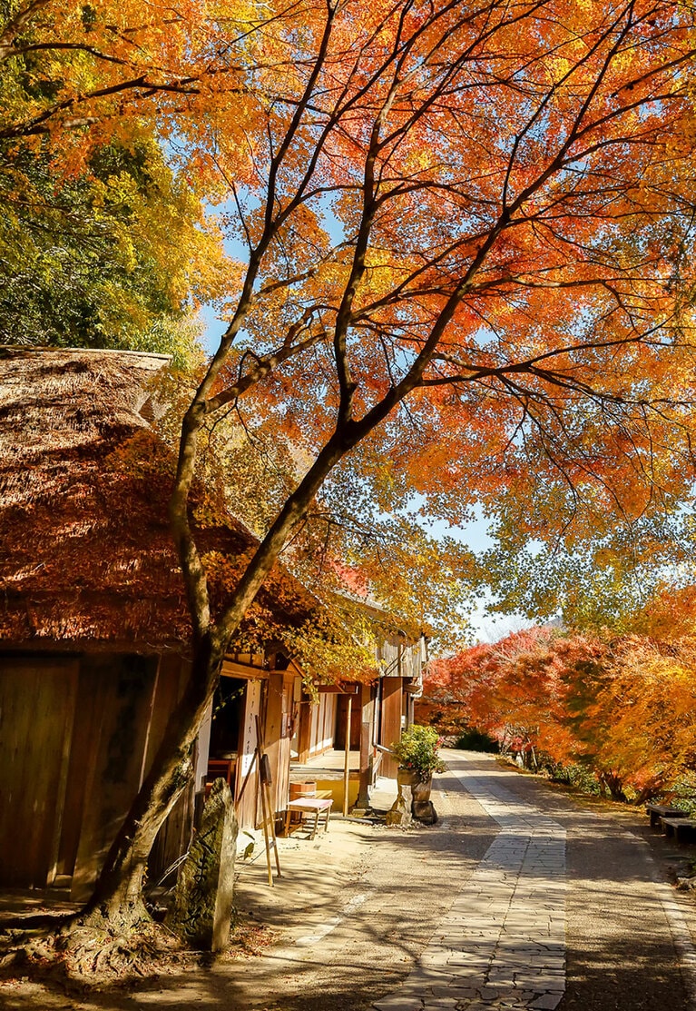 【和歌山県】とがの木茶屋。