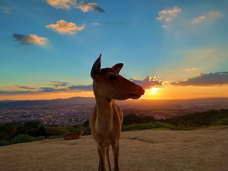 若草山の夕日。