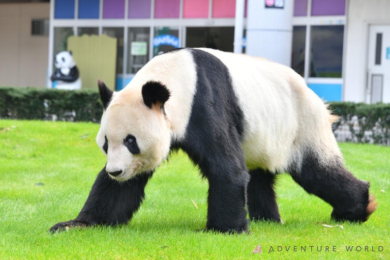 永明。©アドベンチャーワールド