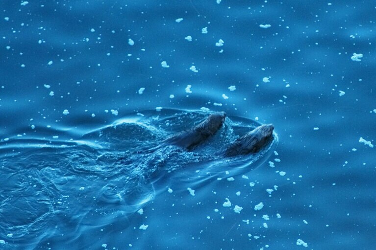 運がよければラッコの姿を見ることができる。写真提供：浜中町