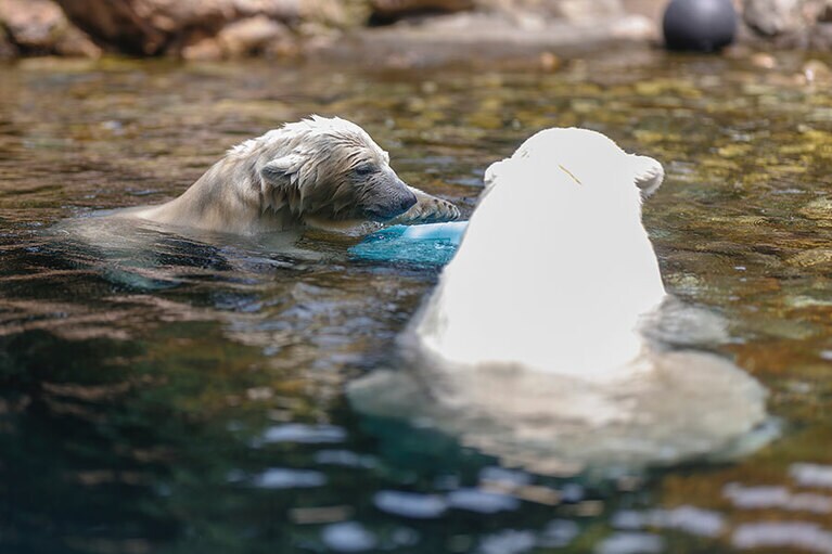 イッちゃんとライ。