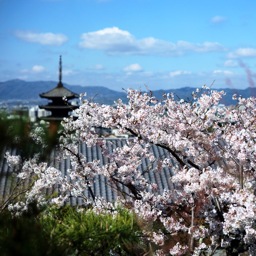 京都では、例年3月下旬に桜の開花宣言が出されます。