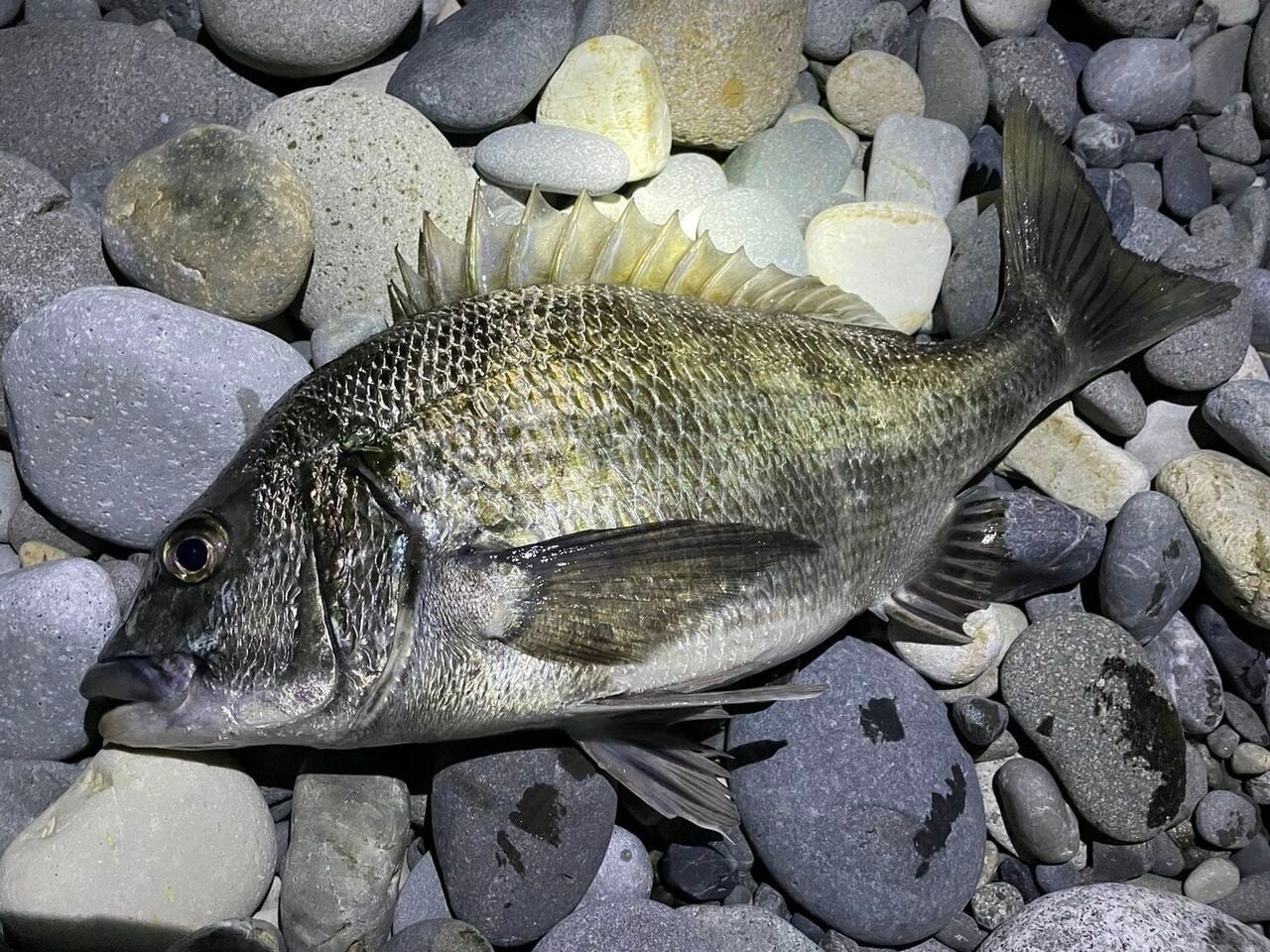 大物がこんなに釣れるなんて…（これだけじゃない…！ ホタルイカを餌にして釣れた高級魚まであと写真2枚）