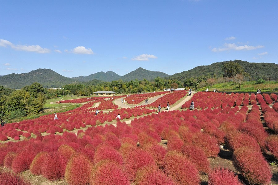 【香川県】国営讃岐まんのう公園のコキア。