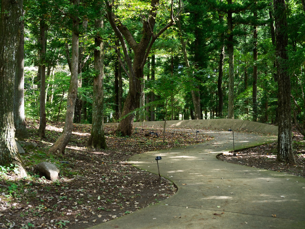 澄んだ空気に包まれ、浄化されるような森林浴体験。