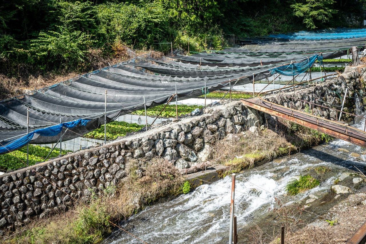 有東木地区にあるわさび田。「静岡水わさびの伝統栽培」は世界農業遺産にも認定されています。