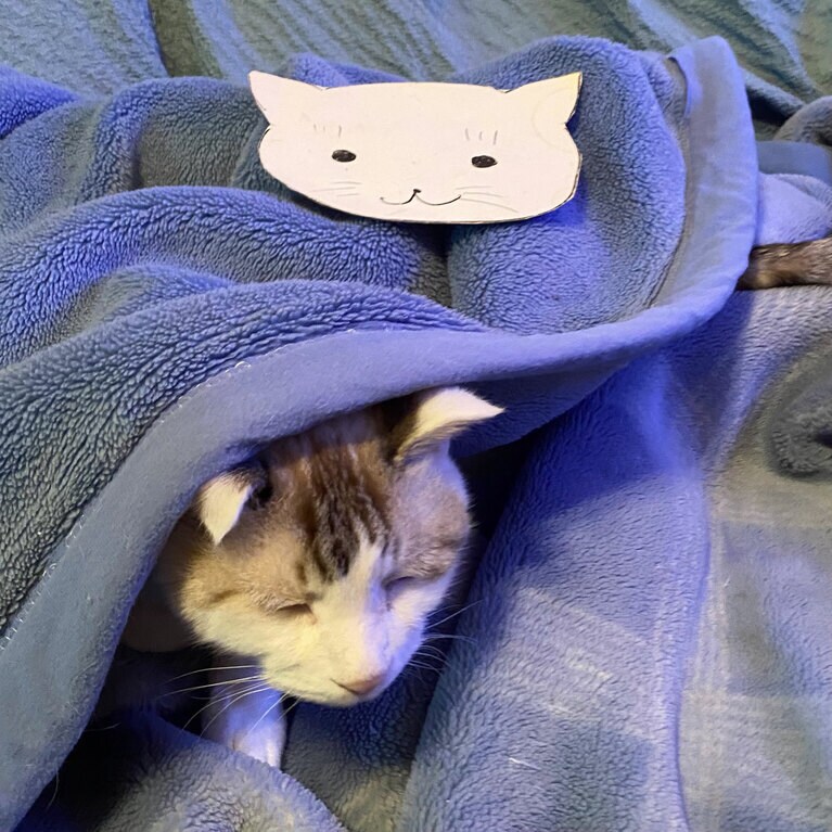 うちの子ベストショット⑦「母のお手製『猫ボード』は誰か潜っている知らせです」