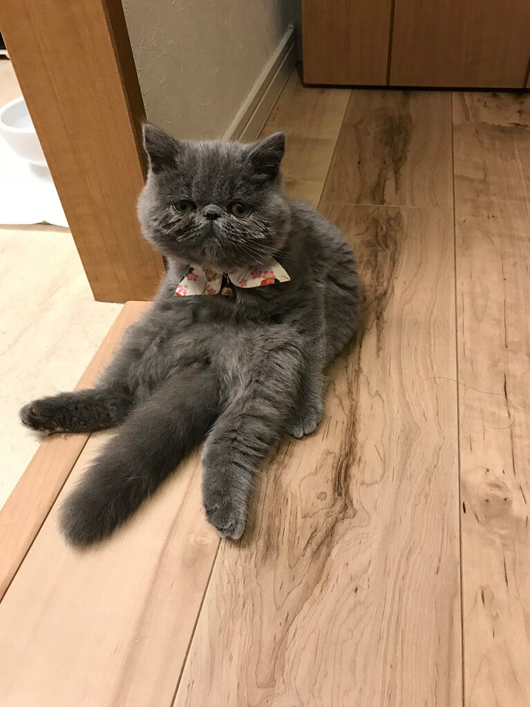 ぐり ♀ 2歳。我が家に来たばかり4ヶ月の頃、ふと振り返るとこの姿。小さい体で貫禄たっぷり！この頃からずっときゅんきゅんさせてくれます。