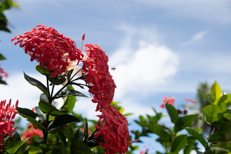 色鮮やかな花が青空に美しく映える。