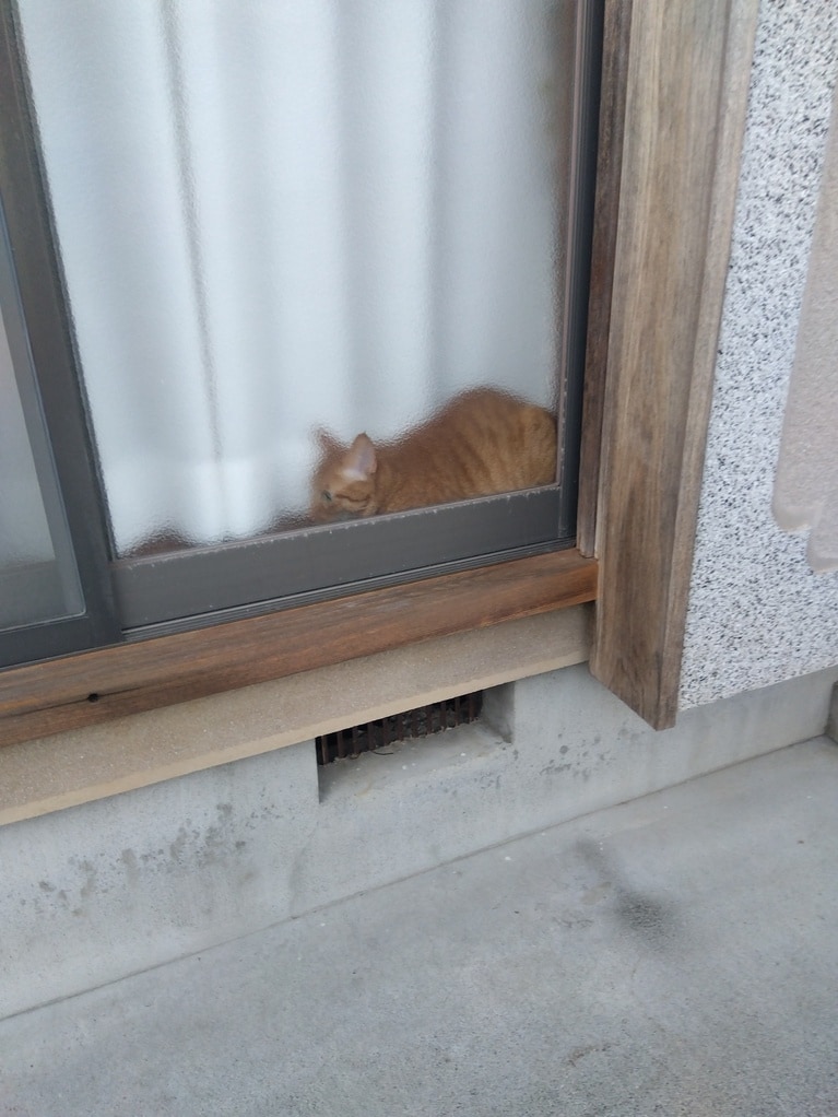 ふうちゃん ♀ 3歳。「引っ越した当日で、新しい場所が怖くてカーテンの裏に隠れてしまったのですが、隠れ過ぎて外から丸見えになってる所です。愛おしくて仕方がないふうちゃんです」（飼い主さんより）。