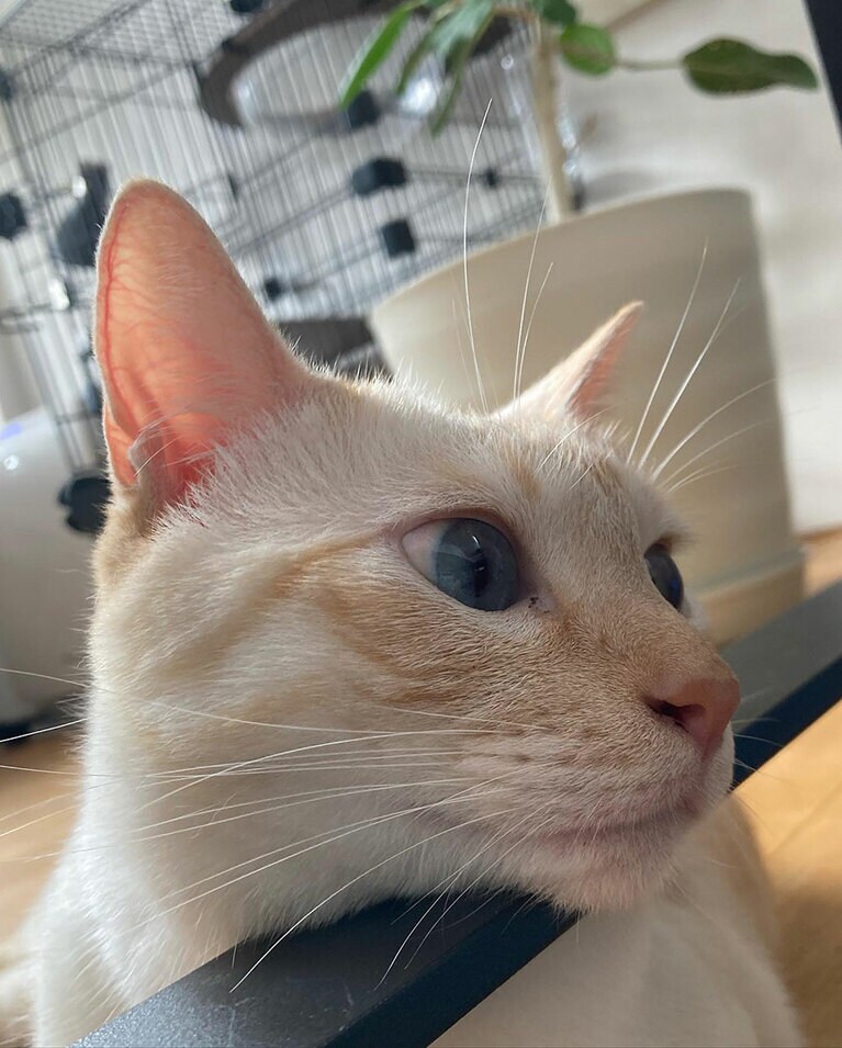 ニベア ♂ 2歳。あごのせ姿、可愛い。保護猫だったニベアもいまではすっかり家族の一員。甘えん坊でかまってちゃんなところがたまりません。