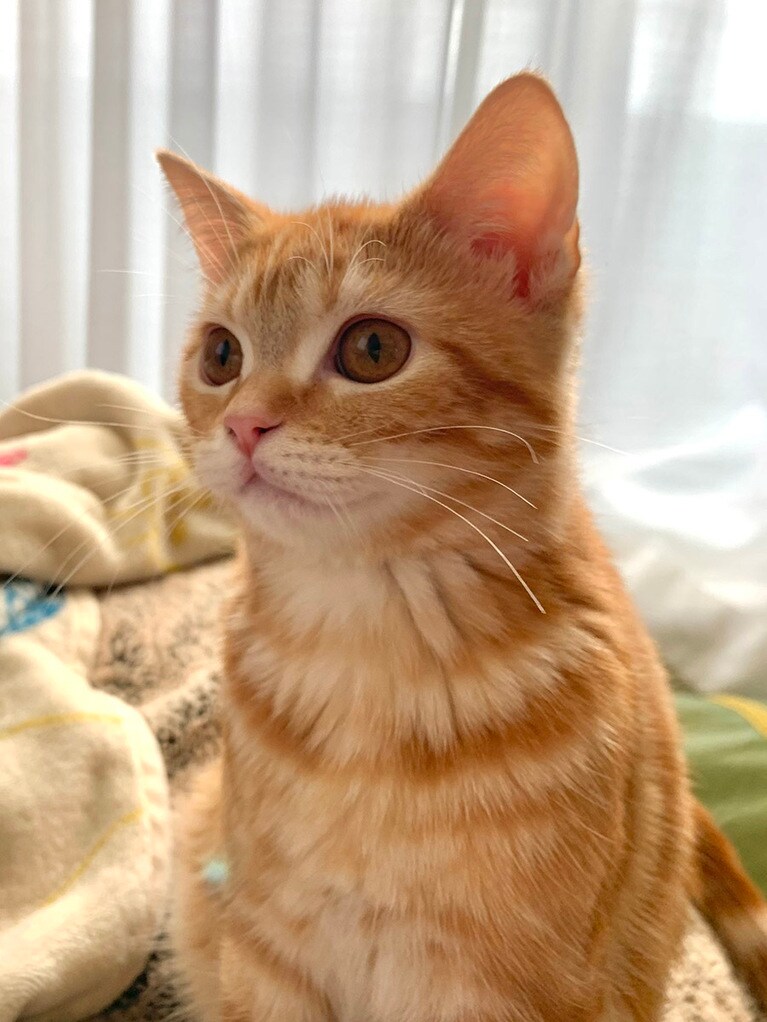 ひじき ♀ 0歳。たまにしてくれる美人顔です。寝顔はバイきんぐの小峠さんにソックリ！です。笑