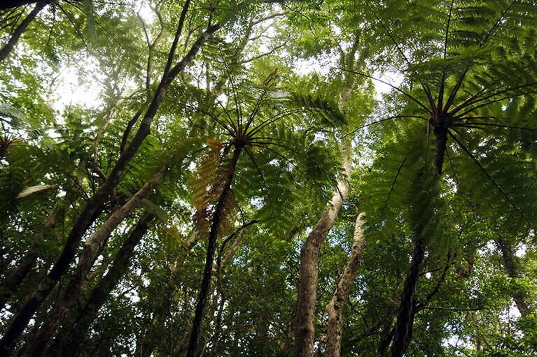 豊かなやんばるの森への拠点にもぴったりのロケーション。