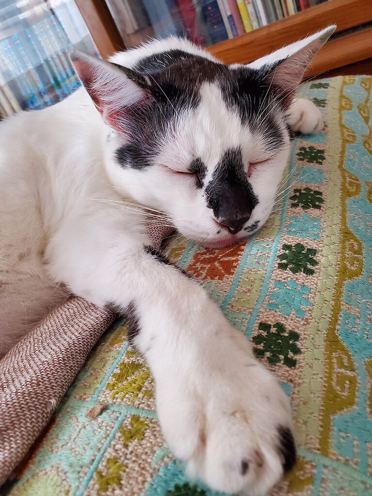 ぶっち ♂ 10歳。おおらかでマイペースなぶっち💕いつも癒しをありがとう💕