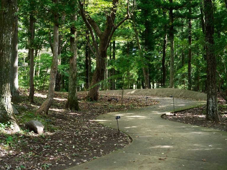 澄んだ空気に包まれ、浄化されるような森林浴体験。