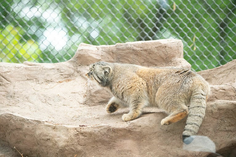 埼玉県こども動物自然公園のマヌルネコ。