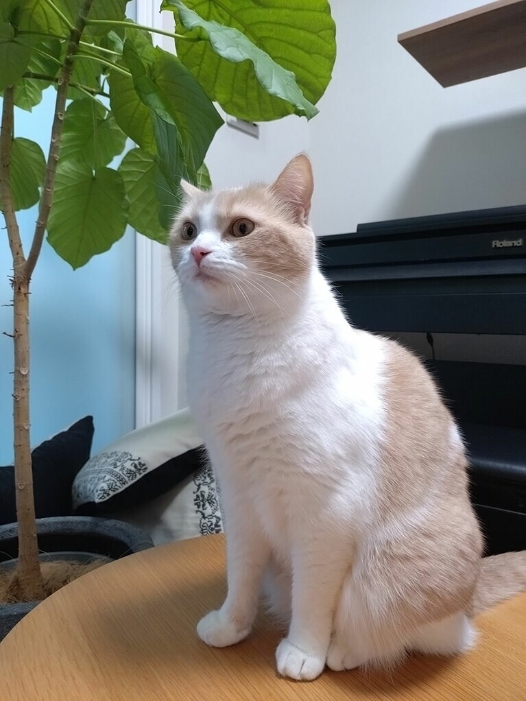 琥珀 オス 2歳。おすまし琥珀さん（しんやさん）。