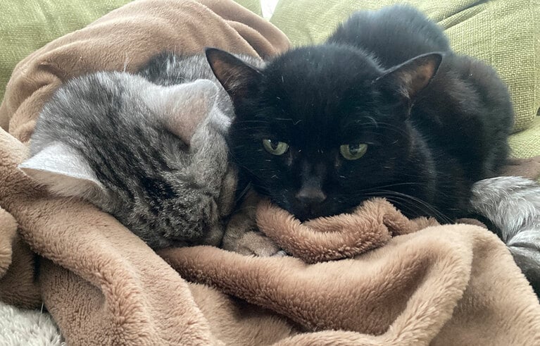 ジュリ ♂ 13歳。「普段は仲が悪い2匹ですが、冬限定で電気毛布の上でピッタリくっついているのが尊い2匹の写真見てください！」（飼い主さんより）。