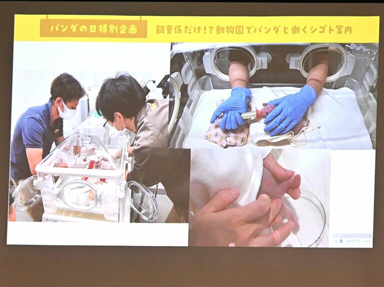 右上の写真は、シリンジを使って赤ちゃんパンダに母乳を飲ませている様子。誤嚥しないように、ゆっくり1摘ずつ飲ませる。