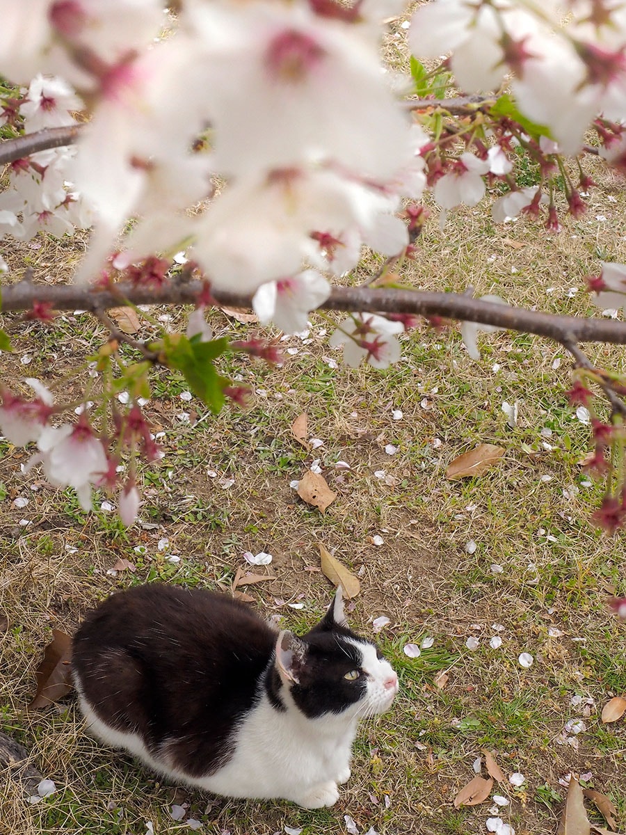 「今年の桜もそろそろ終わりなのニャ……本格的な春がきたのニャ♪」