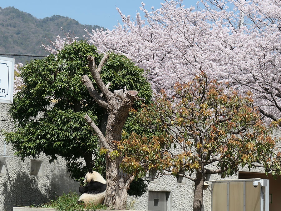 死のちょうど3年前のタンタン。今年は桜の花を見ることなく旅立った（2021年3月31日）。