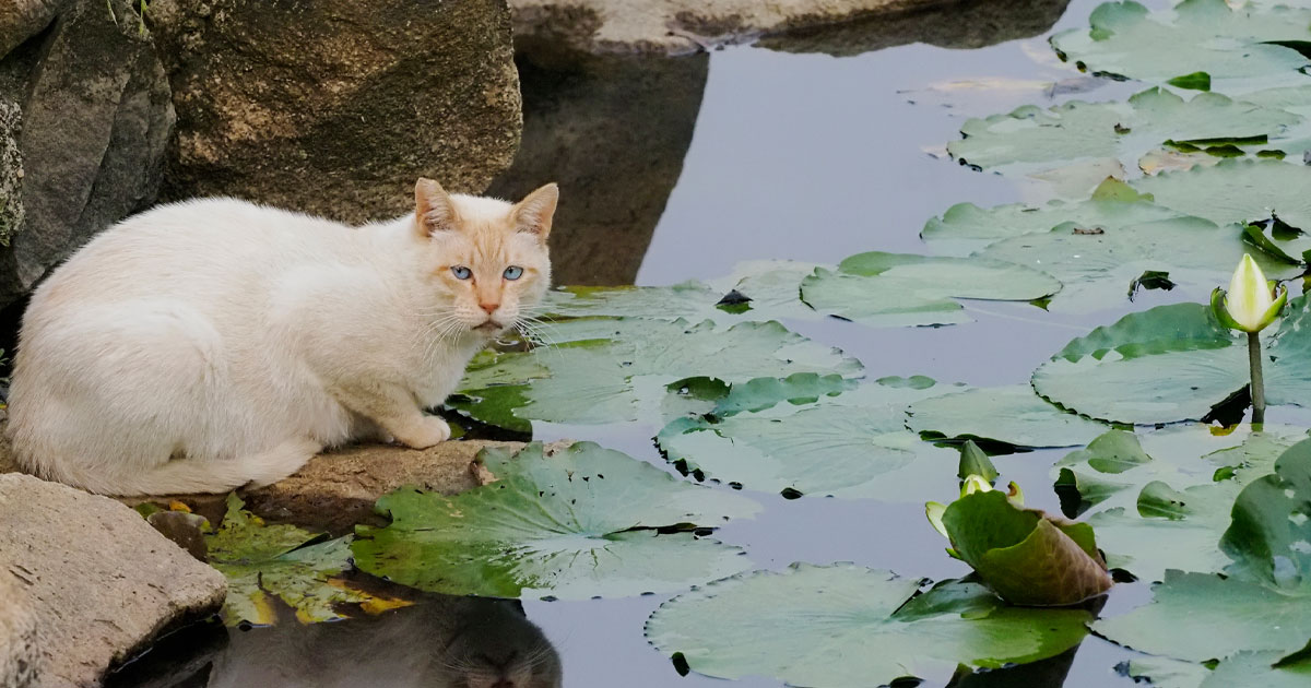 水面に映る“分身”も愛らしい！ 『睡蓮』の花が楽しみな野良にゃんこ