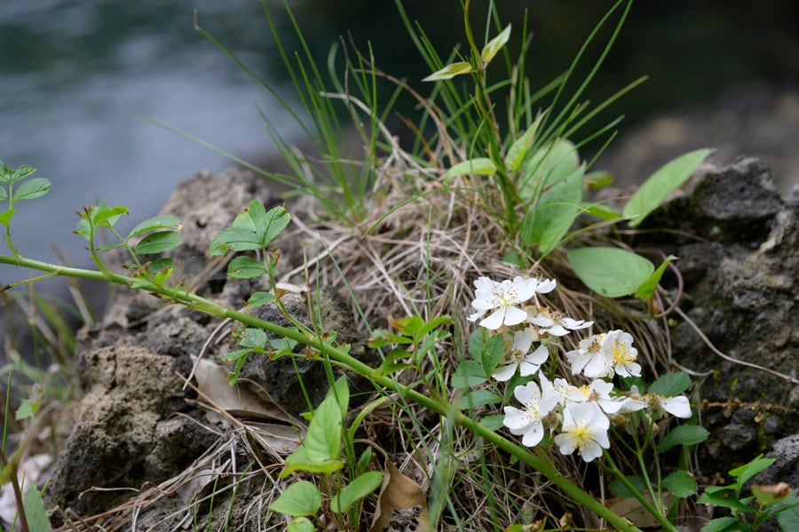 小さく可憐な花をつけたノイバラは、ほのかに甘い香りが。