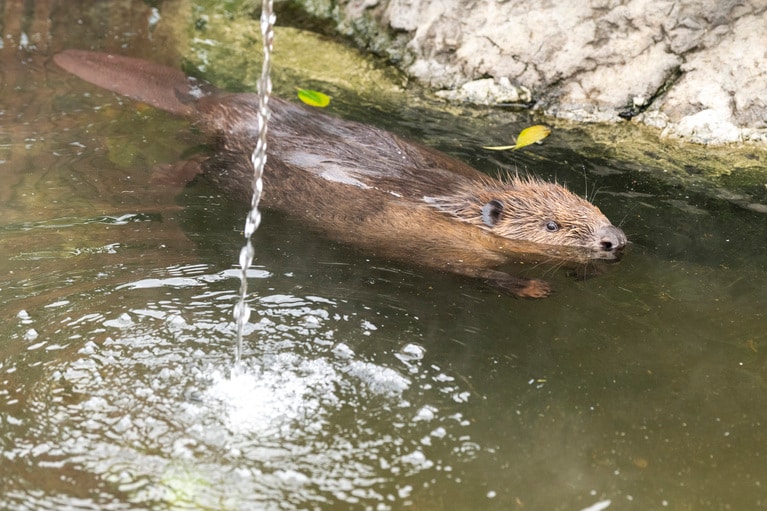 お気に入りの場所で泳ぐねむ。