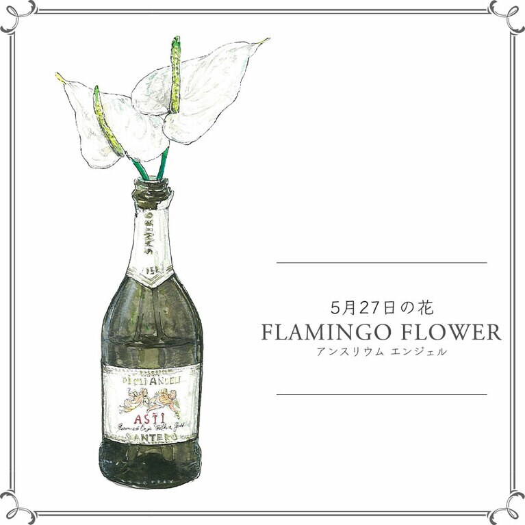 5月27日の花「アンスリウム エンジェル」