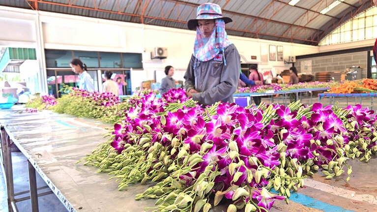 タイを代表するランといえばデンファレ。