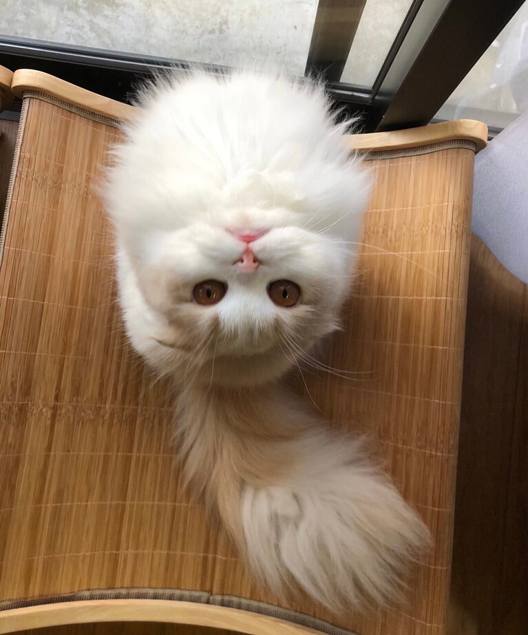 そば ♀ 1歳。「あたし、アリアナグランデさんみたいなポニーテールしたいの」。