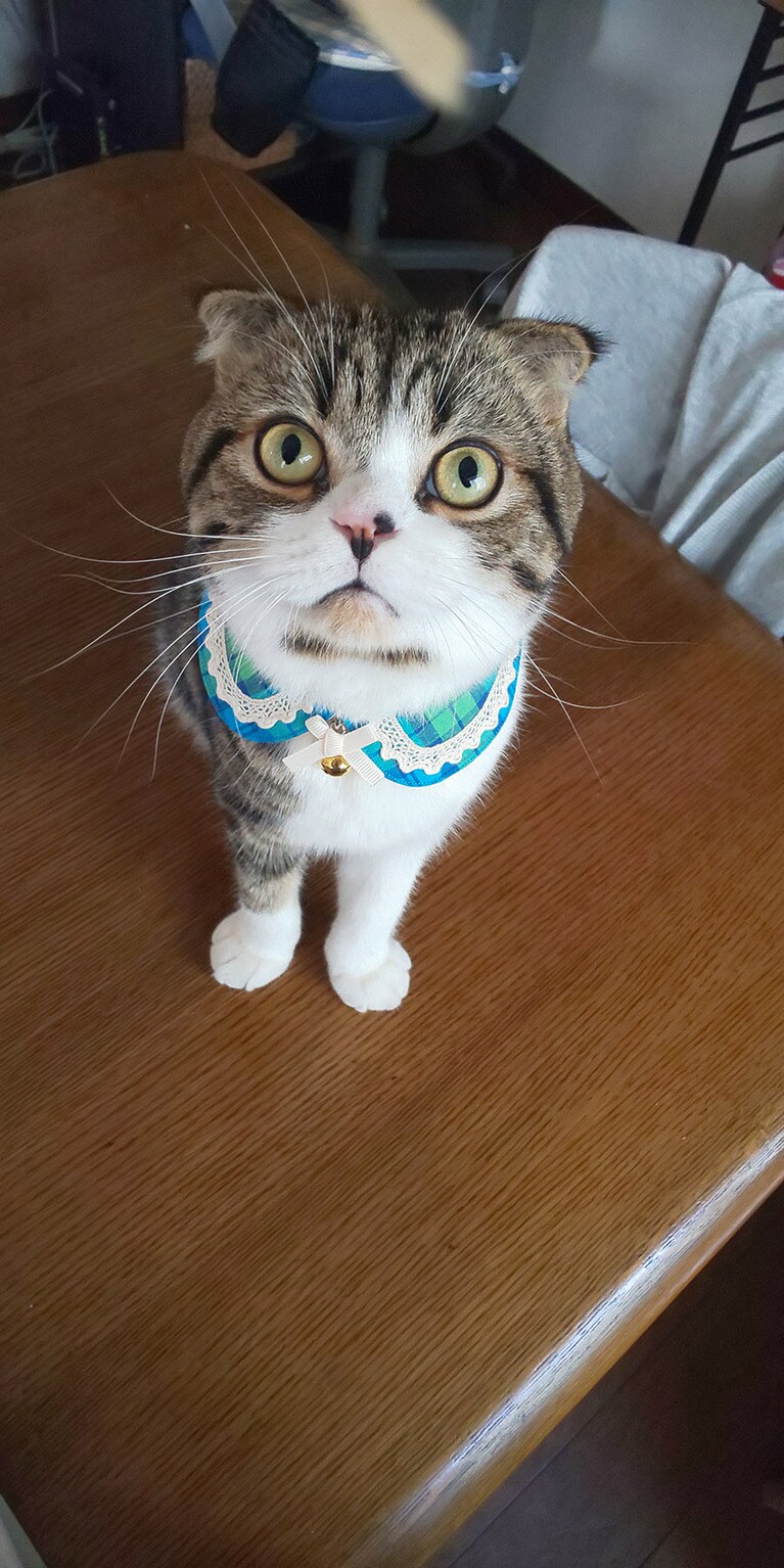 りんたろう ♂ 1歳。新しい首輪似合ってる？