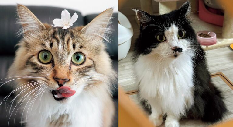 茶がクロエ、黒白がマロン。