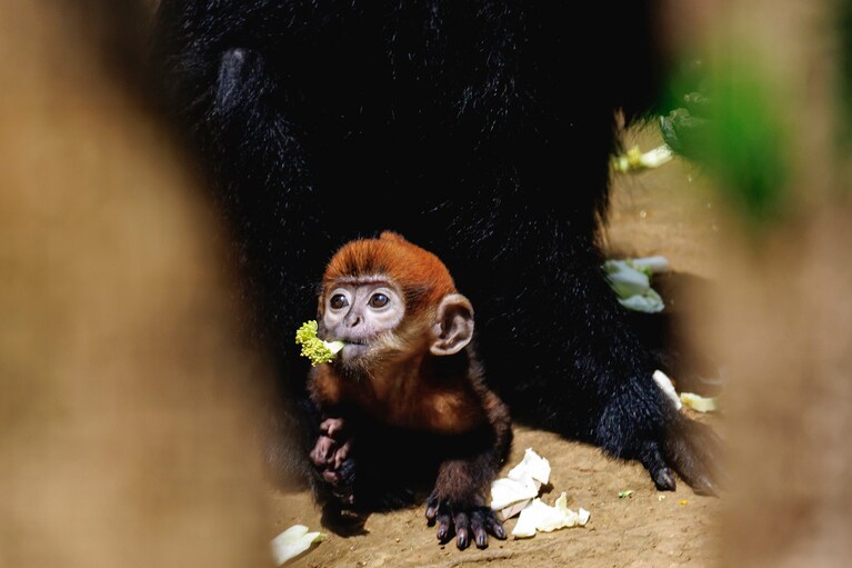 ミント。お母さんのそばでもぐもぐタイム。
