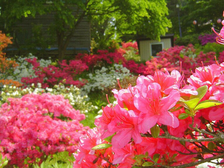 茶臼山公園のつつじ。