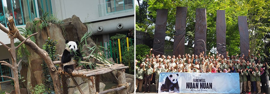 中国へ出発する日の2日前のヌアンヌアン（左）とパンダ館前に集まったネガラ動物園のスタッフ。2017年11月12日。