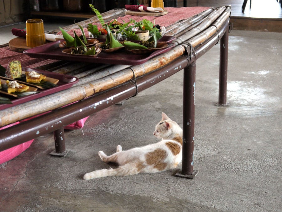 花蓮の原住民レストランで、気ままにくつろぐ猫。「台湾の猫たちは、訪れる人の心をほぐしてつかむスーパーアンバサダーです」(mimiさん)