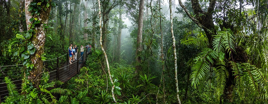 世界最古の熱帯雨林を探索。photo:Skyrail Rainforest Cableway