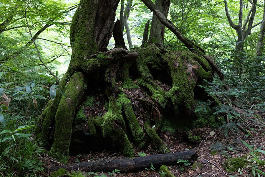大木を取り囲むように生育する苔はどこか神秘的。