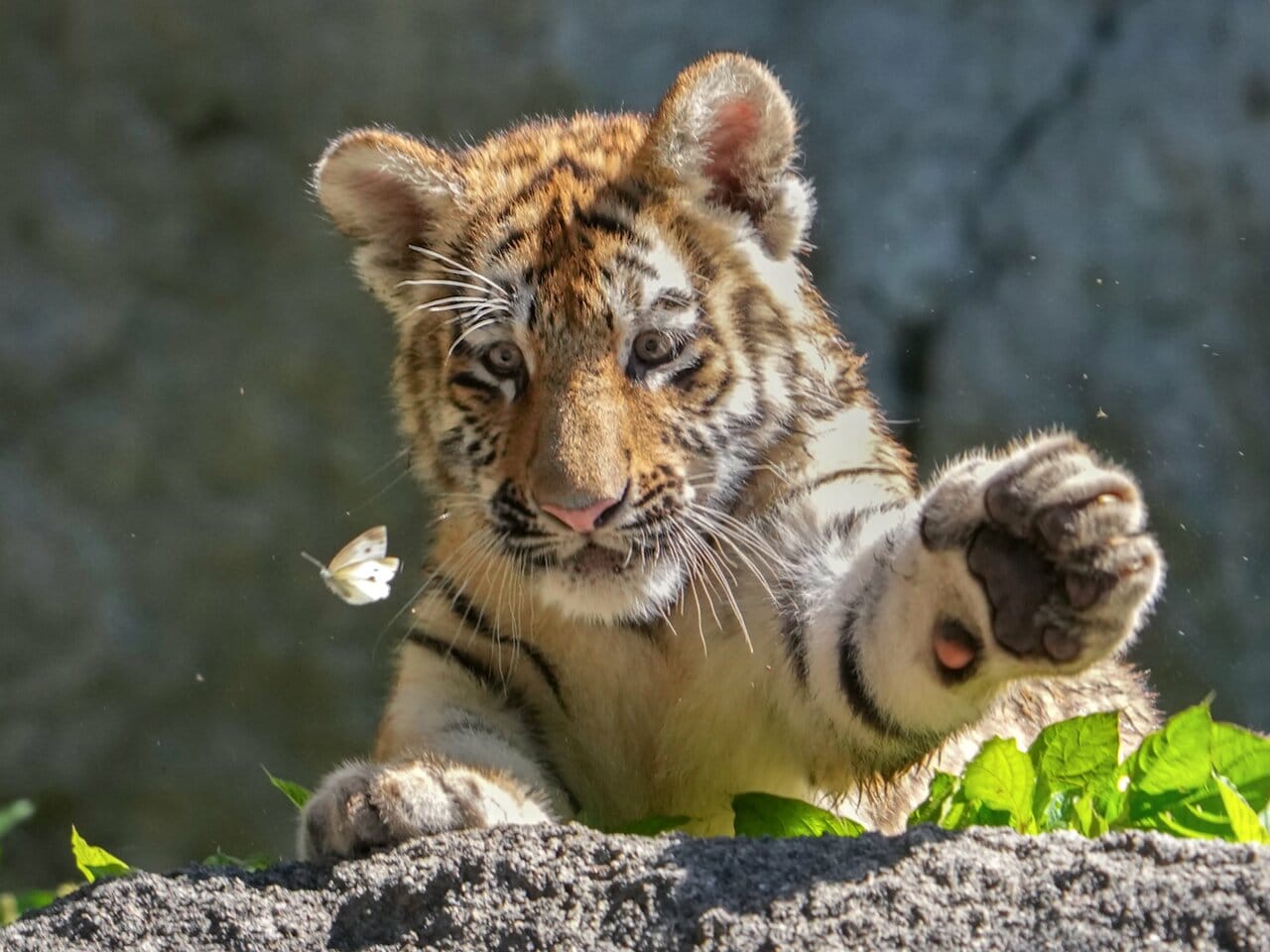 蝶々を目で追う浜松市動物園のアース。