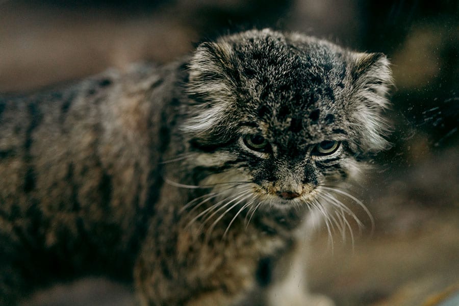 上野動物園のマヌルネコ。