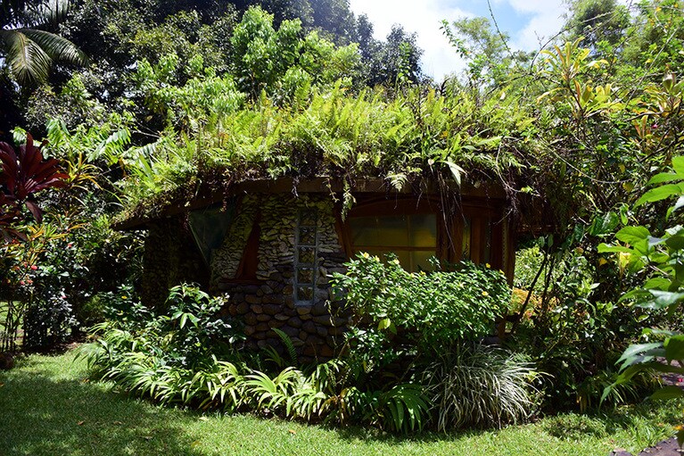 天井の植物が、熱帯の激しい雨も消音してくれる。