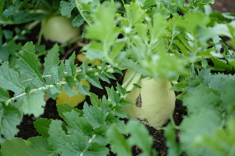 キンと冷えたきれいな空気と水、冬の宮城が育んだ野菜は、みずみずしい葉をのばし、見るからに元気そうです。